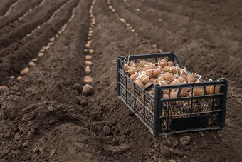 土豆盒子为<strong>种植种植</strong>土豆他们的土地的村早期春天与手册犁的场土豆盒子为<strong>种植种植</strong>土豆他的土地的村
