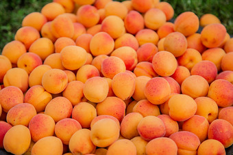 完整的盒子成熟的杏收获有机水果的花园前视图特写镜头完整的盒子成熟的杏收获有机水果的花园
