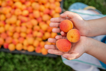橙色杏的手孩子完整的盒子成熟的杏收获有机水果的花园前视图特写镜头橙色杏的手孩子完整的盒子成熟的杏收获有机水果的花园