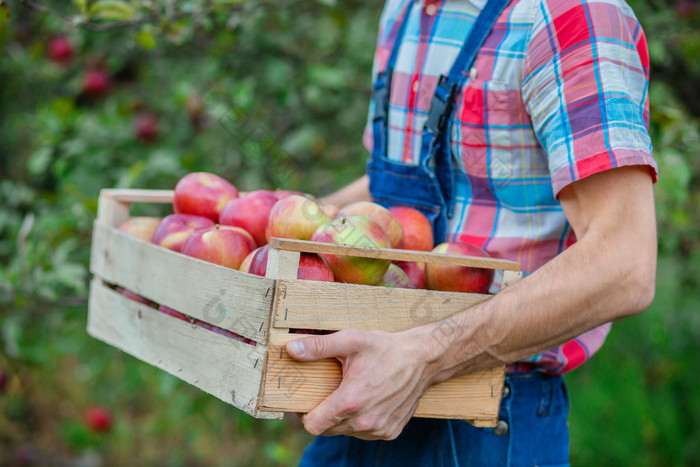 挑选苹果特写镜头箱与苹果男人。与完整的篮子红色的苹果的花园有机苹果挑选苹果特写镜头箱与苹果男人。与完整的篮子红色的苹果的花园