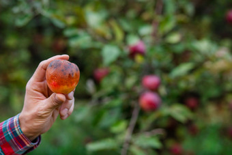 腐烂的苹果的手的园丁的传统的概念收集手工制作的自然水果收获损失腐烂的苹果的手的园丁的传统的概念收集手工制作的自然水果