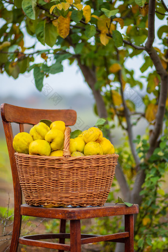 榅桲秋天收获完整的篮子榅桲的花园日益增长的有机水果的农场榅桲秋天收获完整的篮子榅桲的花园