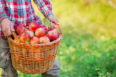 挑选苹果男人。与完整的篮子红色的苹果的花园有机苹果批准手势股票照片挑选苹果男人。与完整的篮子红色的苹果的花园