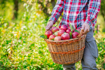 挑选苹果男人。与完整的篮子红色的苹果的花园有机苹果批准手势股票照片挑选苹果男人。与完整的篮子红色的苹果的花园