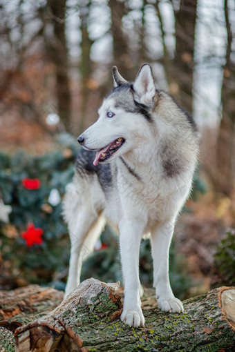 关闭肖像可爱的有趣的和快乐西伯利亚沙哑的狗与开放眼睛坐着冬天仙女森林关闭肖像可爱的有趣的和快乐西伯利亚沙哑的狗与开放眼睛坐着