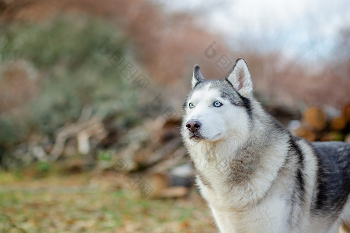 关闭肖像可爱的有趣的和快乐西伯利亚沙哑的狗与开放眼睛坐着冬天仙女森林关闭肖像可爱的有趣的和快乐西伯利亚沙哑的狗与开放眼睛坐着