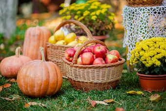 秋天作文与花菊花南瓜红色的苹果和黄色的梨柳条篮子的秋天花园在户外秋天作文与花菊花南瓜苹果和梨柳条篮子的秋天花园