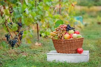 篮子与水果苹果葡萄的花园安排的花园与蓝色的和绿色葡萄篮子玻璃红色的喝和瓶的表格对的背景的花园篮子与水果苹果葡萄的花园