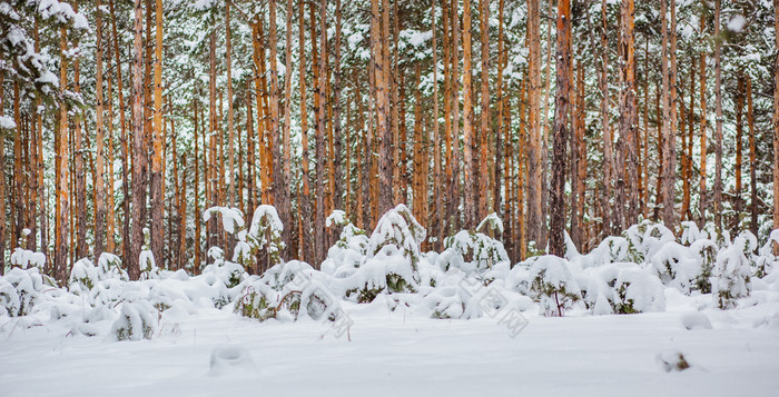 早....的森林雪覆盖松树的森林冬天全景的森林雪覆盖松树的森林冬天全景的森林