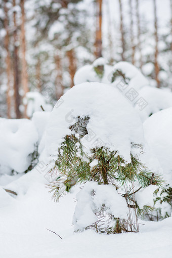 早....的森<strong>林</strong>雪覆盖松树的森<strong>林</strong>冬天全景的森<strong>林</strong>雪覆盖松树的森<strong>林</strong>冬天全景的森<strong>林</strong>