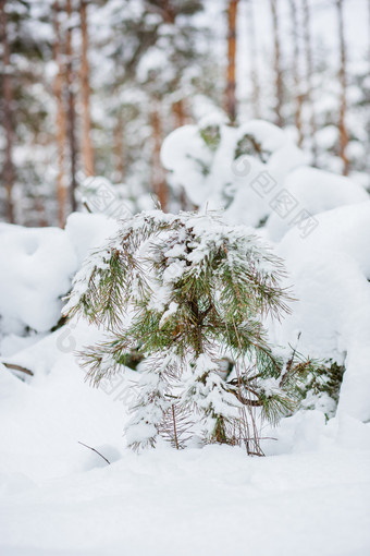 早....的森<strong>林</strong>雪覆盖松树的森<strong>林</strong>冬天全景的森<strong>林</strong>雪覆盖松树的森<strong>林</strong>冬天全景的森<strong>林</strong>