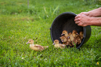 小小鸭宠物绿色草的背景的农场院子里小小鸭宠物绿色草的背景