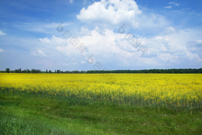 黄色的油菜籽场和蓝色的天空与云阳光明媚的一天黄色的油菜籽场和蓝色的天空与云