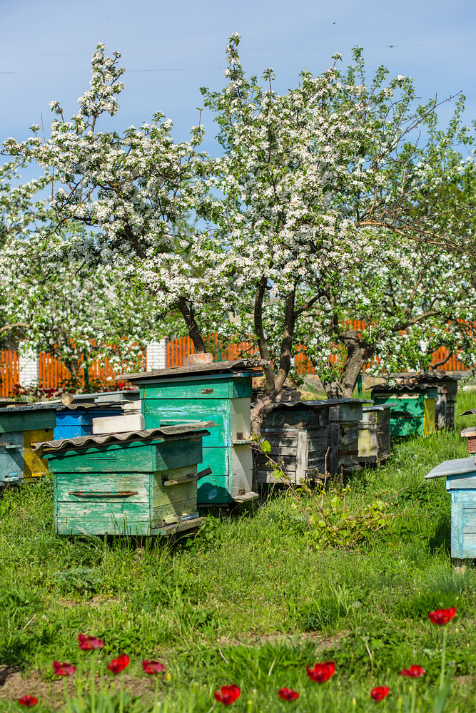 养蜂场苹果果园与苹果收获养蜂场苹果果园