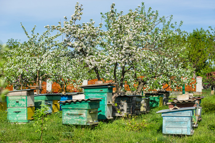 养蜂场苹果果园与苹果收获养蜂场苹果果园