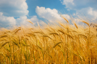 成熟的小穗成熟的小麦特写镜头小穗小麦场对蓝色的天空和白色云<strong>收获</strong>概念的主要焦点的小穗前景成熟的小穗成熟的小麦特写镜头小穗小麦场对蓝色的天空和白色云