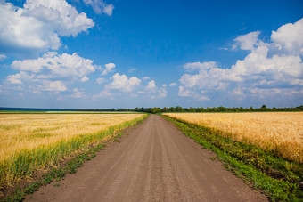 的路之间的的字段对的蓝色的天空成熟的小穗成熟的小麦特写镜头小穗小麦场对蓝色的天空和白色云收获概念焦点的地平线的路之间的的字段对成熟的小穗成熟的小麦特写镜头小穗小麦场对蓝色的天空和白色云