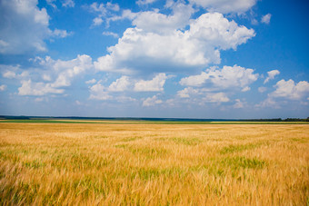 成熟的小穗成熟的小麦特写镜头小穗小麦场对蓝色的天空和白色云收获概念的主要<strong>焦点</strong>的小穗前景成熟的小穗成熟的小麦特写镜头小穗小麦场对蓝色的天空和白色云