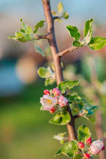 关闭盛开的味蕾苹果树的花园盛开的苹果<strong>果园</strong>春天日落模糊背景与的地方为文本关闭盛开的味蕾苹果树的花园盛开的苹果<strong>果园</strong>春天日落