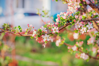 关闭盛开的味蕾苹果树的花园盛开的苹果果园春天日落模糊背景与的地方为文本关闭盛开的味蕾苹果树的花园盛开的苹果果园春天日落