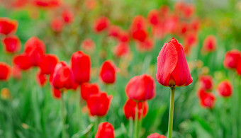 一个红色的郁金香焦点模糊郁金香场背景红色的花的花园一个红色的郁金香焦点模糊郁金香场背景