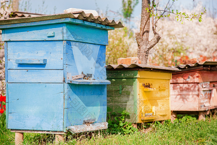 蜜蜂老木蜂巢农场花园养蜂场群庇护从的风和与好太阳曝光蜜蜂老木蜂巢农场花园