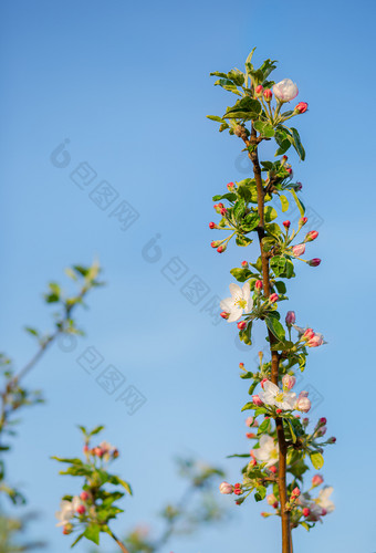 关闭盛开的味蕾苹果树的花园盛开的苹果<strong>果园</strong>春天日落模糊背景与的地方为文本关闭盛开的味蕾苹果树的花园盛开的苹果<strong>果园</strong>春天日落