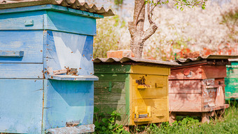 蜜蜂老木蜂巢农场花园养蜂场群庇护从的风和与好太阳曝光蜜蜂老木蜂巢农场花园
