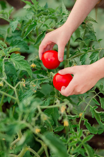 关闭手与成熟的红色的西红柿的女孩收集作物成熟的有机西红柿的花园关闭手与成熟的红色的西红柿的女孩收集作物成熟的西红柿的花园