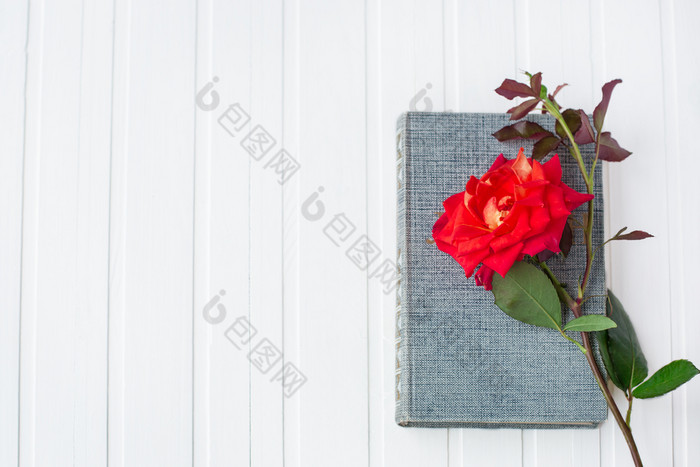 红色的玫瑰花在开放书白色木背景浪漫的和爱空间为你的消息红色的玫瑰花在开放书白色木背景浪漫的和爱