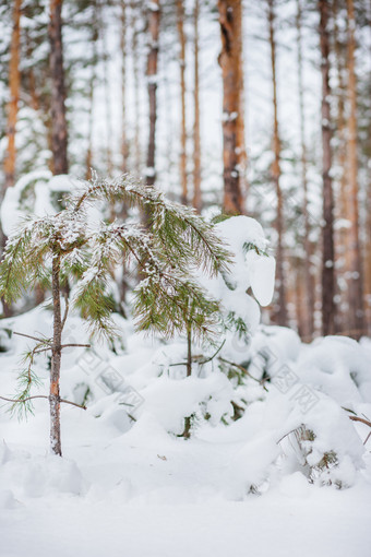 早....的森林雪覆盖松树的森林冬天全景的森林雪覆盖松树的森林冬天全景的森林