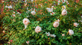 美丽的玫瑰的花园日益增长的不同的品种花园艺爱好关闭美丽的花美丽的玫瑰的花园日益增长的不同的品种花关闭美丽的花
