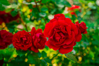 美丽的玫瑰的花园日益增长的不同的品种花园艺爱好关闭美丽的花美丽的玫瑰的花园日益增长的不同的品种花关闭美丽的花