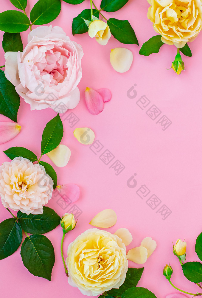 关闭粉红色的牡丹粉红色的背景花框架与空的地方为文本关闭粉红色的牡丹粉红色的背景