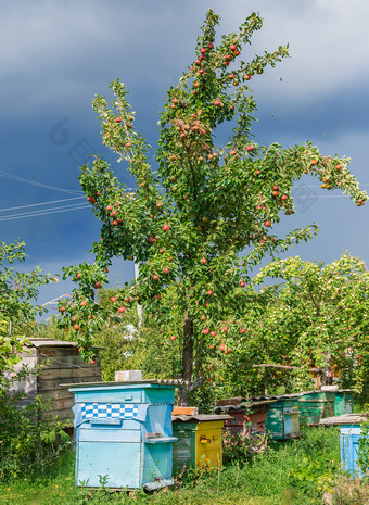 集团群蜜蜂老木蜂巢农场花园养蜂场群庇护从的风和与好保持的太阳集团群蜜蜂老木蜂巢农场花园养蜂场群庇护从的风和与好保持