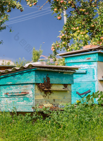 集团群蜜蜂老木蜂巢农场花园养蜂场群庇护从的风和与好保持的太阳集团群蜜蜂老木蜂巢农场花园养蜂场群庇护从的风和与好保持