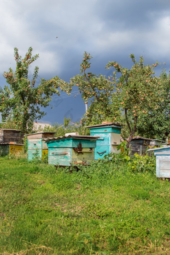 集团群蜜蜂老木蜂巢农场花园<strong>养蜂</strong>场群庇护从的风和与好保持的太阳集团群蜜蜂老木蜂巢农场花园<strong>养蜂</strong>场群庇护从的风和与好保持