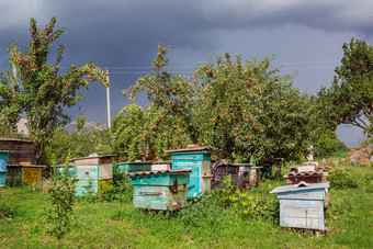 集团群蜜蜂老木蜂巢农场花园<strong>养蜂</strong>场群庇护从的风和与好保持的太阳集团群蜜蜂老木蜂巢农场花园<strong>养蜂</strong>场群庇护从的风和与好保持