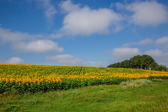 场盛开的向日葵对蓝色的天空阳光明媚的一天农业植物农场字段的夏天季节场盛开的向日葵对蓝色的天空阳光明媚的一天