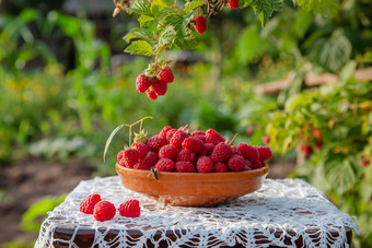新鲜的成熟的树莓粘土碗下树莓布什<strong>有机</strong>日益增长的树莓的花园新鲜的成熟的树莓粘土碗下树莓布什