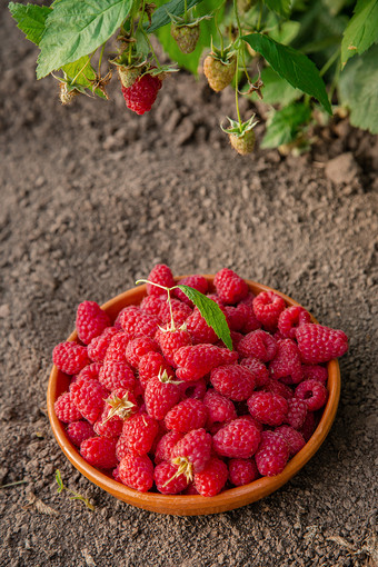 新鲜的成熟的树莓粘土碗下树莓布什有机日益增长的树莓的花园新鲜的成熟的树莓粘土碗下树莓布什