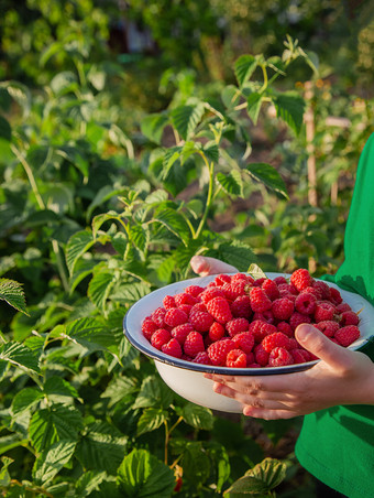 收获树莓特写镜头可爱的女孩与碗成熟的树莓的花园有机树莓培养的花园收获树莓特写镜头可爱的女孩与碗成熟的树莓的花园