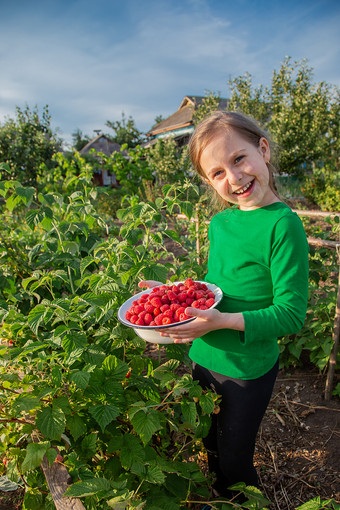 可爱的女孩与碗成熟的树莓的花园有机树莓培养的花园可爱的女孩与碗成熟的树莓的花园