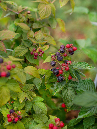 有机黑莓<strong>布什</strong>日益增长的有机浆果特写镜头成熟的黑莓的水果花园有机黑莓<strong>布什</strong>日益增长的有机浆果特写镜头
