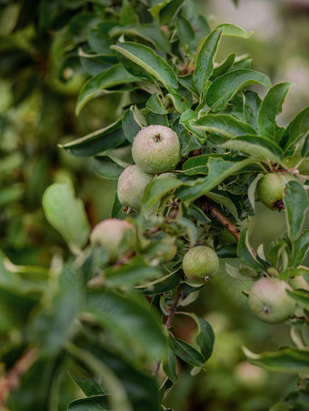 年轻的绿色苹果树的花园日益增长的有机水果的<strong>农场</strong>传统的农业农业与<strong>现代</strong>水果树培养年轻的绿色苹果树的花园日益增长的有机水果的<strong>农场</strong>