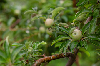 年轻的绿色苹果树的花园日益增长的有机<strong>水果</strong>的农场传统的农业农业与现代<strong>水果</strong>树培养年轻的绿色苹果树的花园日益增长的有机<strong>水果</strong>的农场