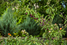 小野生rennet苹果这时是受欢迎的紧凑的观赏树提供开花春天和色彩鲜艳的水果秋天小野生rennet苹果为品种海棠排队