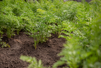 豆芽年轻的胡萝卜成长花园床上日益增长的有机蔬菜的农场豆芽年轻的胡萝卜成长花园床上