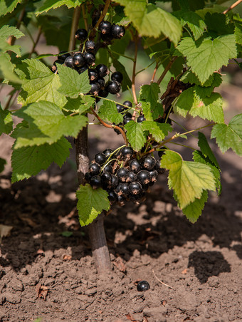 <strong>黑</strong>色的和多汁的新鲜的<strong>黑醋栗</strong>浆果日益增长的的植物日益增长的有机水果的农场<strong>黑</strong>色的和多汁的新鲜的<strong>黑醋栗</strong>浆果日益增长的的植物
