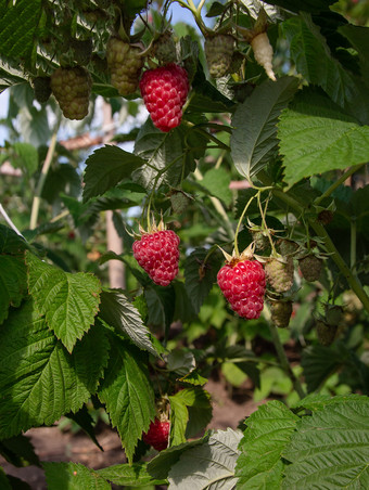 树莓树莓<strong>布什</strong>自然背景阳光明媚的一天日益增长的树莓的花园树莓树莓<strong>布什</strong>自然背景阳光明媚的一天